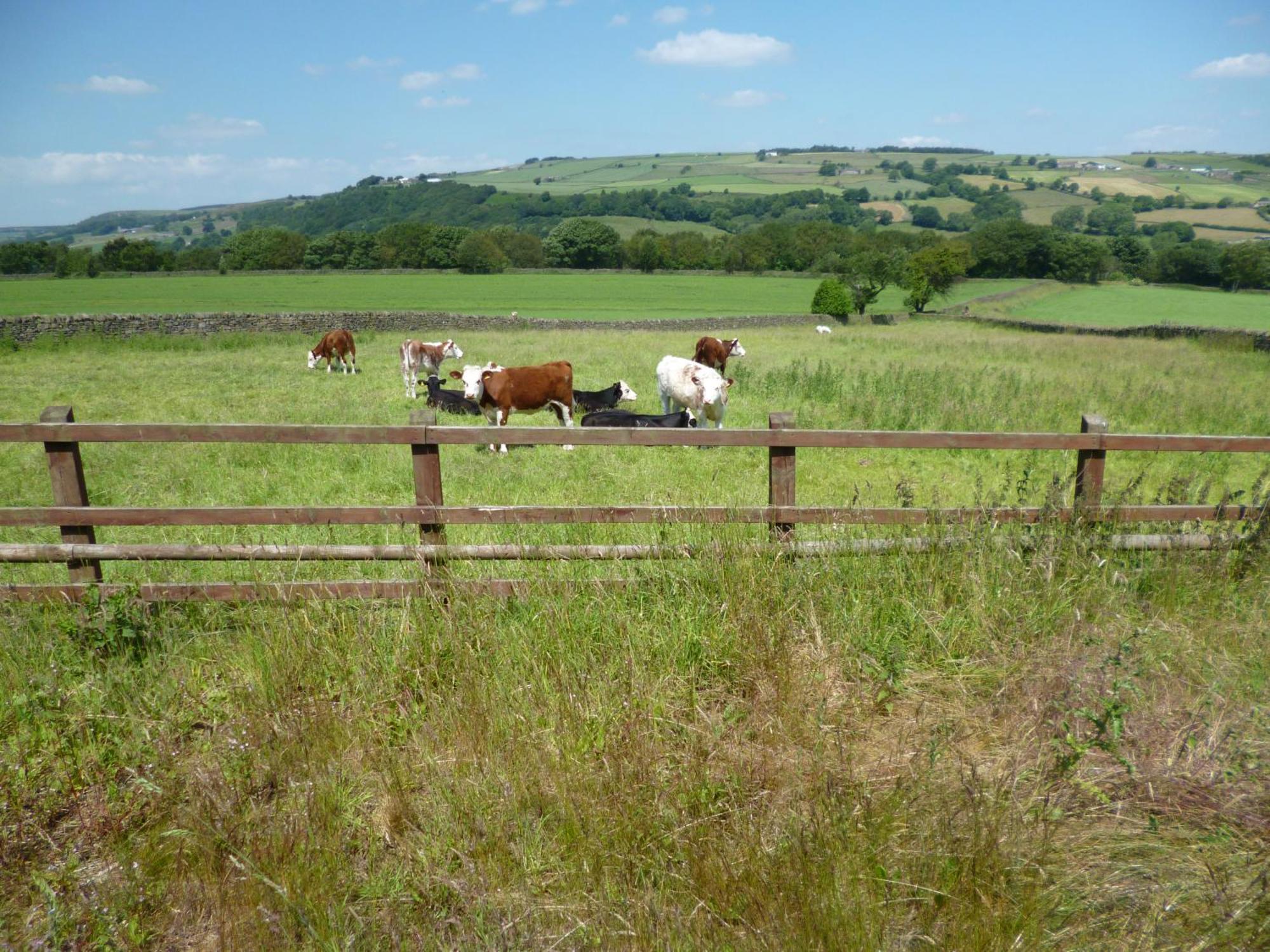 Padley Farm Leilighet Bradfield Eksteriør bilde